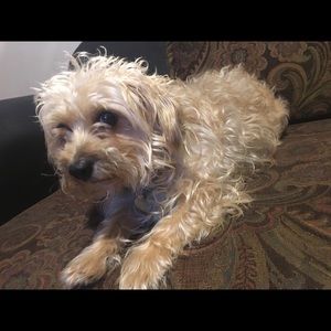 Meet your Posher, Kai